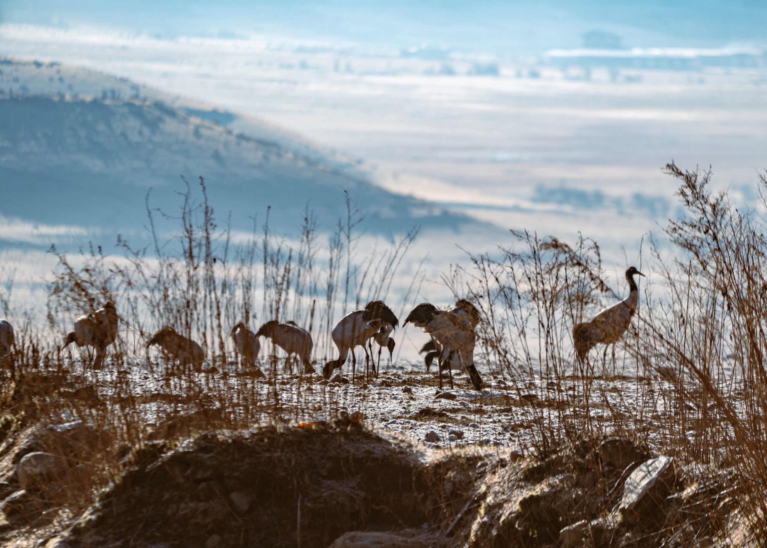 Phobjikha Valley & black-neck cranes