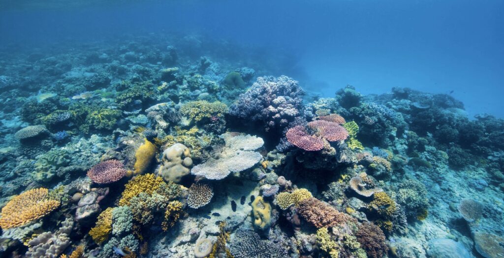 Find yourself swimming among vibrant coral gardens