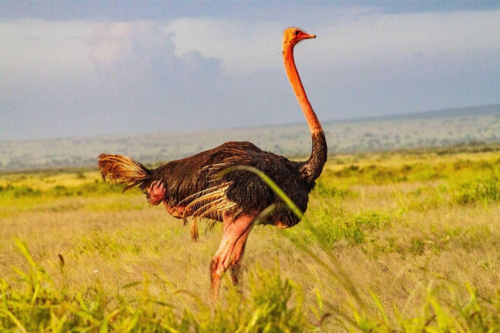 While excellent wildlife viewing occurs year-round, the dry seasons generally offer superior 
conditions as animals concentrate around water sources and reduced vegetation improves visibility