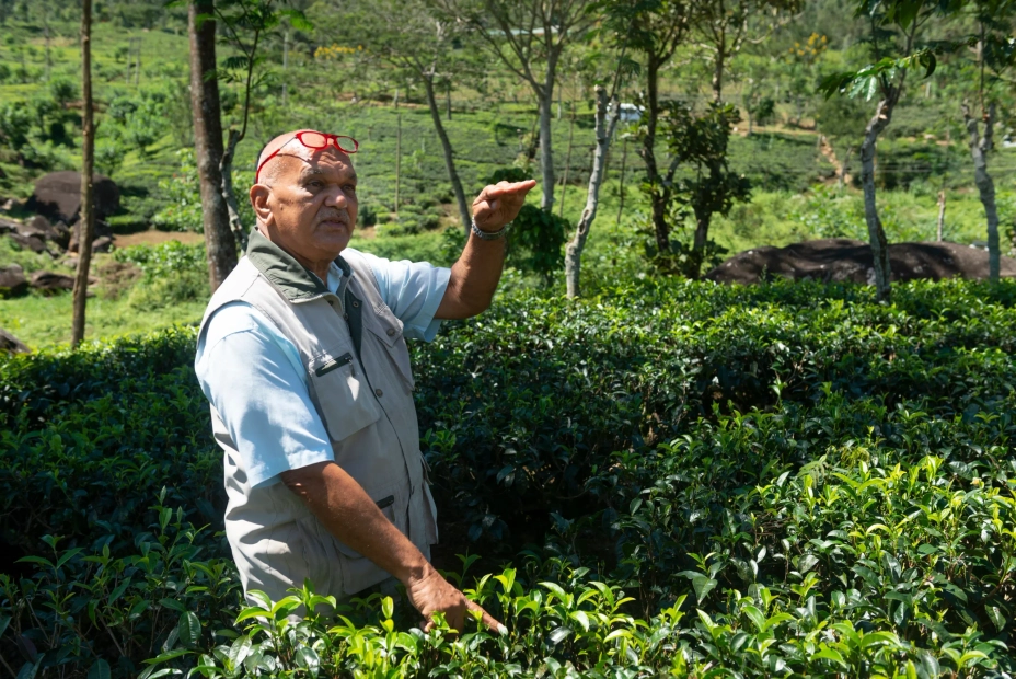 Tea sommelier Bernard Holsinger