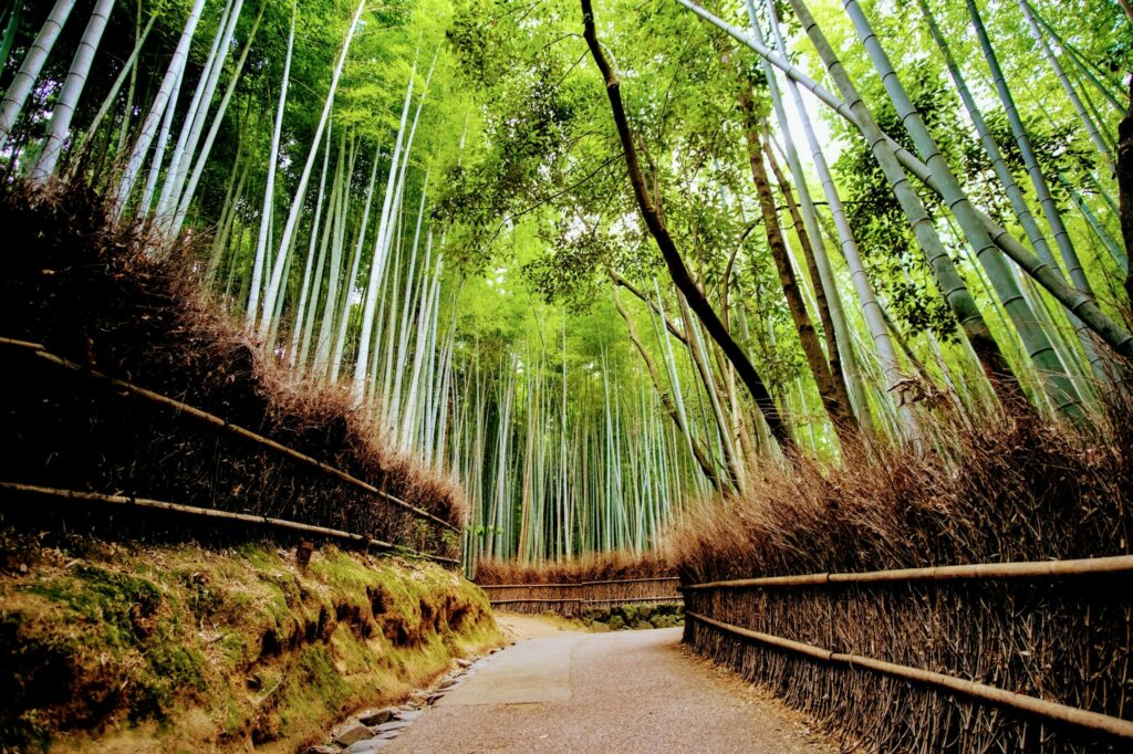 Take the scenic route through the bamboo groves of Arashiyam to reach Shigetsu
restaurant in Kyoto.