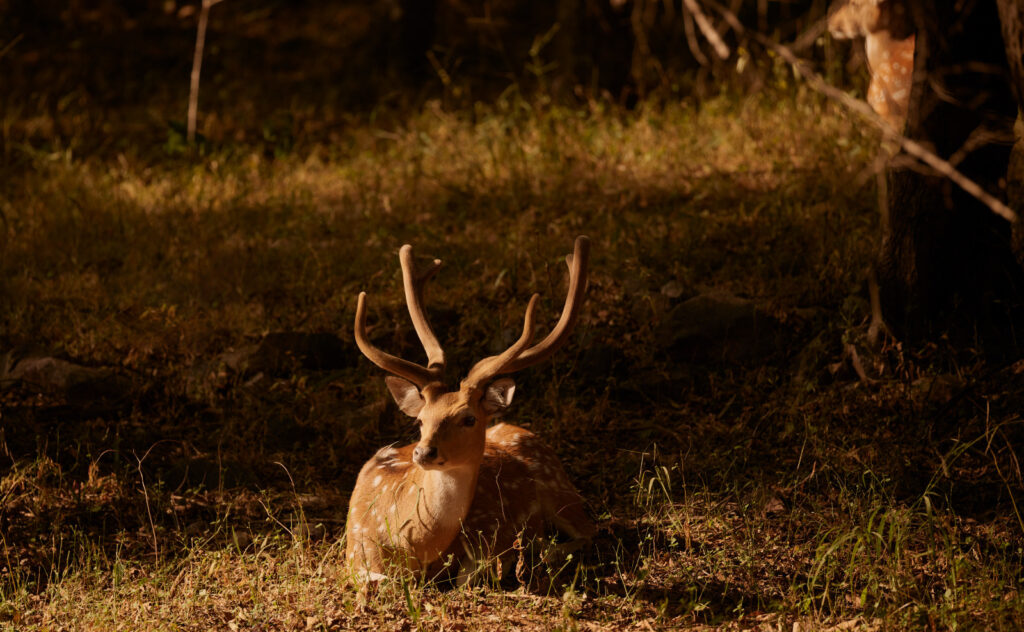 The resort employs exceptional naturalists who possess encyclopedic knowledge of Ranthambore's ecosystem, animal behaviour, and conservation efforts.
