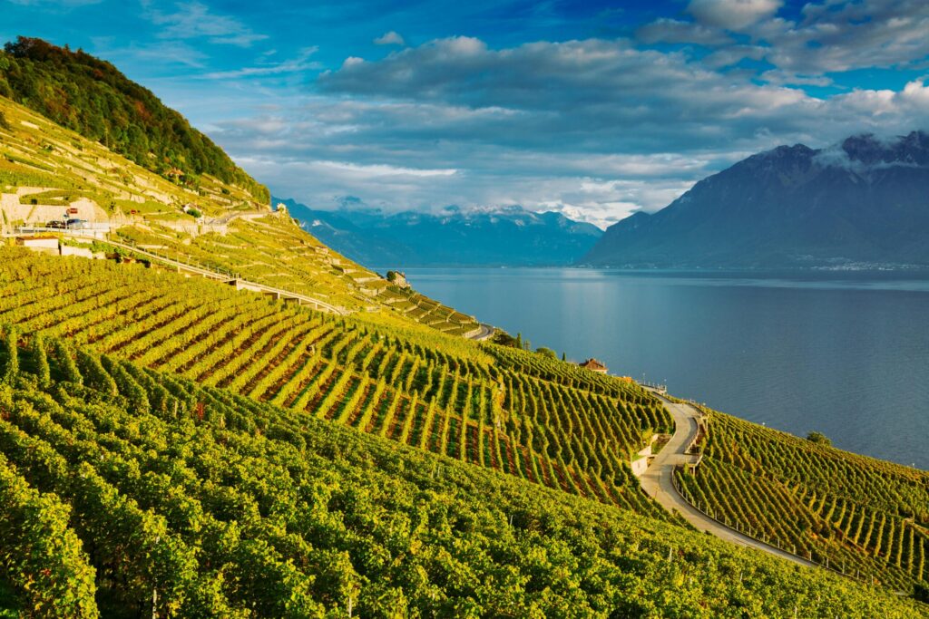 The terraced vineyards of Lavaux, a UNESCO World Heritage site, is an enviable excursion 
from the hotel.