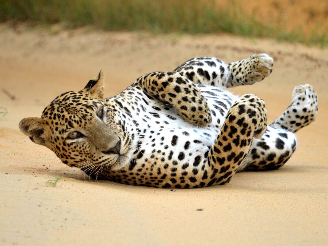 Wild Coast Tented Lodge is a short distance from the Yala National Park, known for its leopard and other rich wildlife. Game drives from the lodge offer the chance to track leopards through dry forests